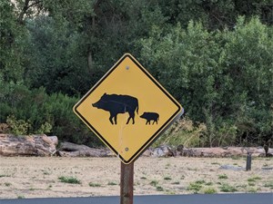 Si tienes una colisión en tu vehículo por la autopista por impactar con dos jabalís, ¿a quién y qué puedes reclamar?